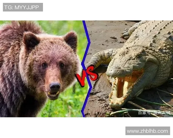 灰熊栖息地保护与生态平衡的重要性探讨及其未来生存挑战